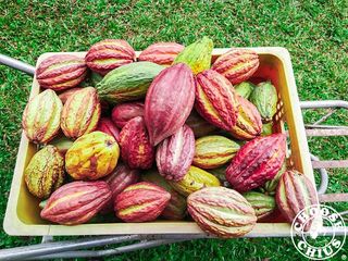 chiuscoco