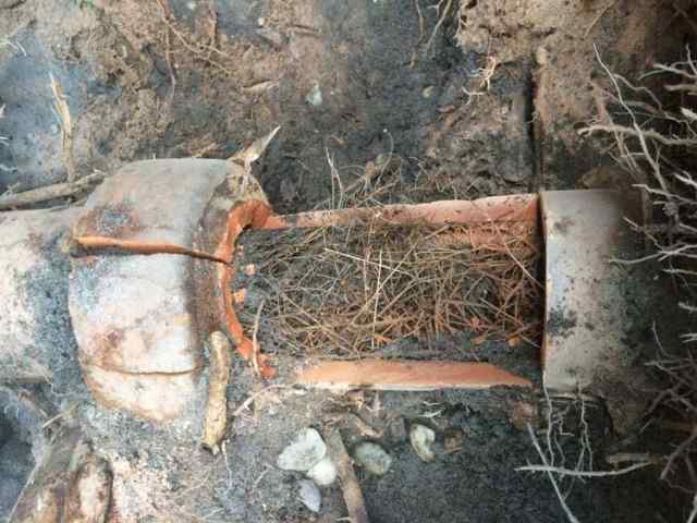 Broken Pipe From Tree Roots — Plumbers in Central Coast, NSW