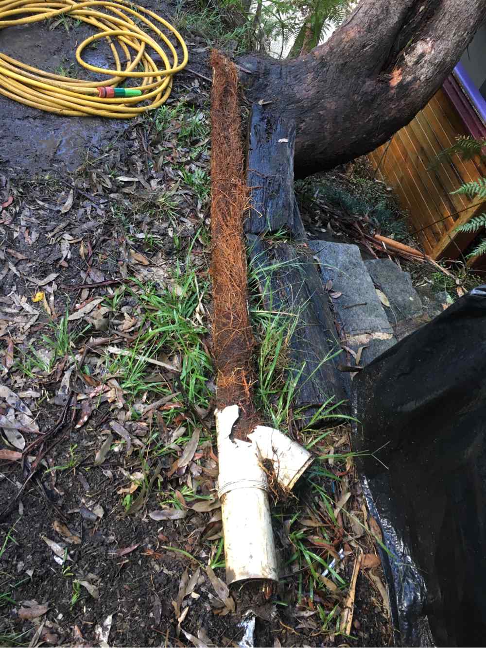 Tree Roots Inside Pipe — Plumbers in Central Coast, NSW
