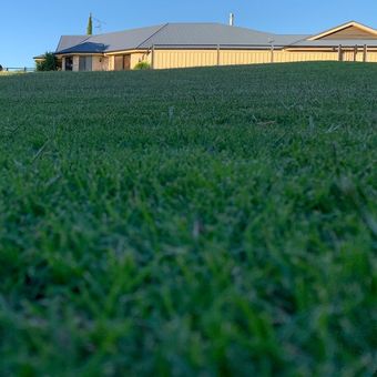 lush toowoomba lawn