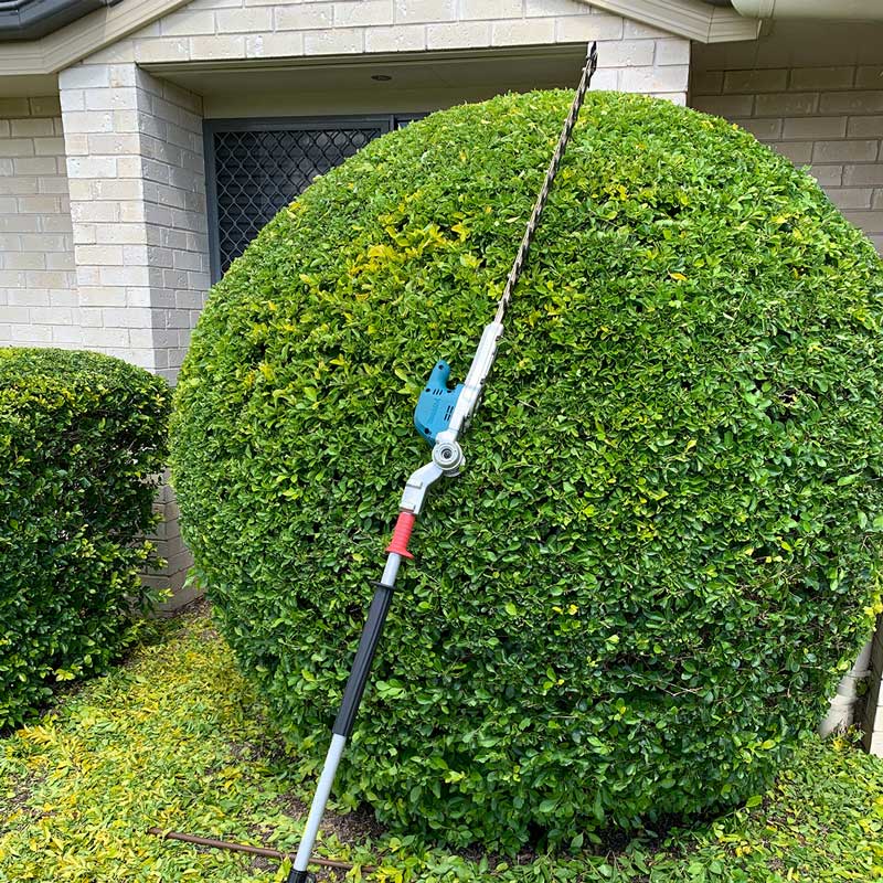 round trimmed hedge