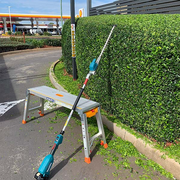 trimmed commercial hedge