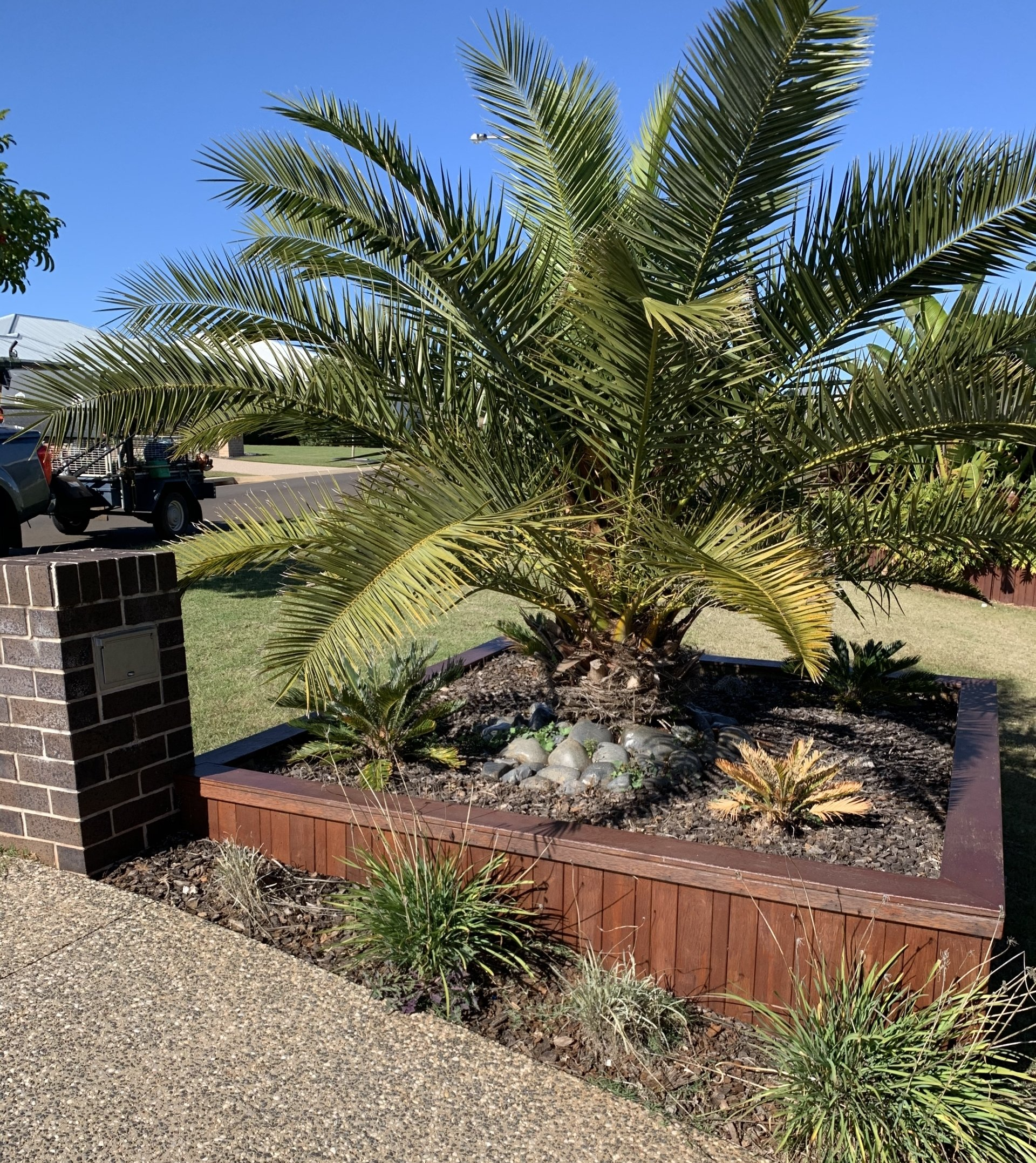 There is a palm tree in the middle of the garden.