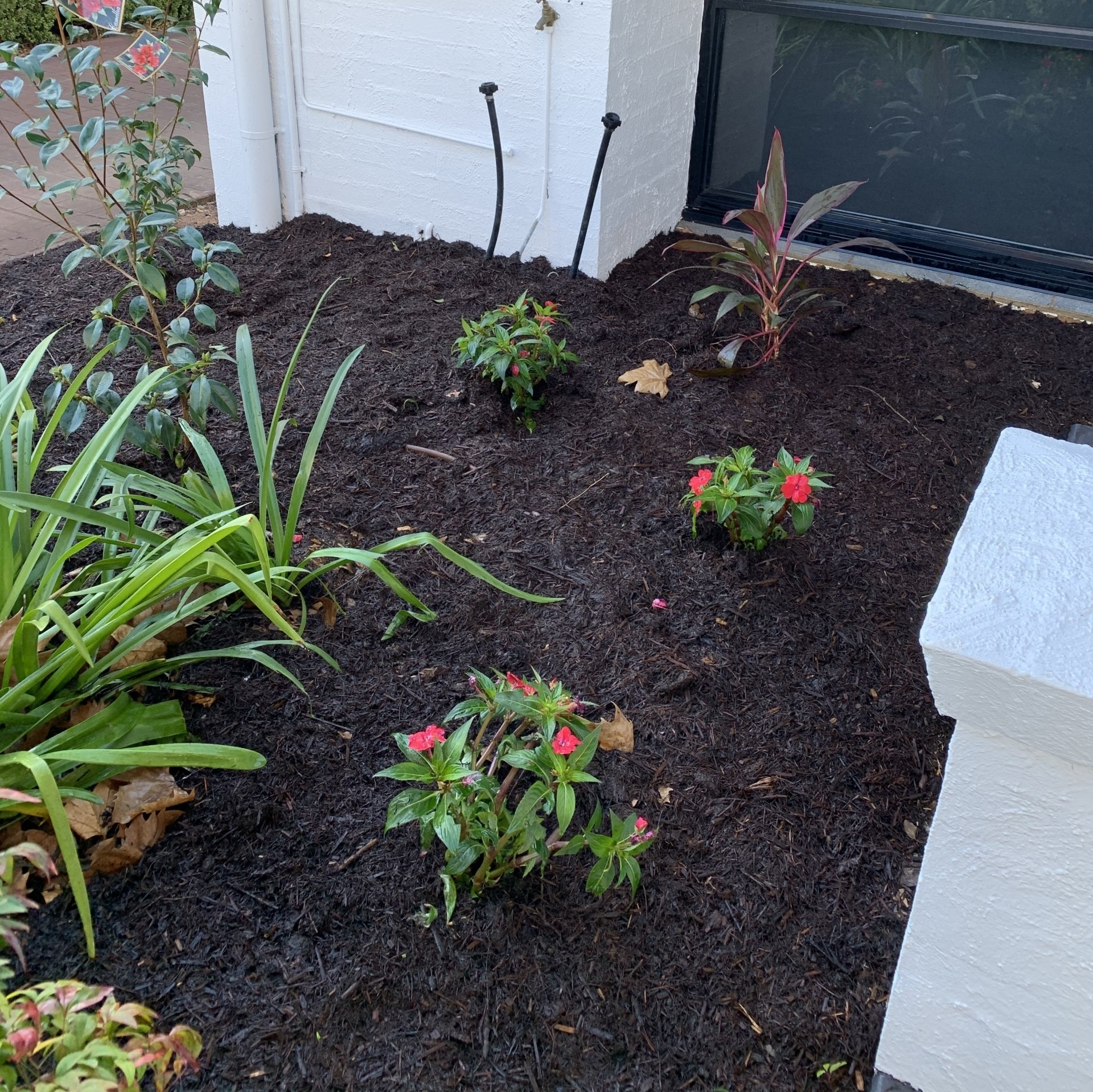 freshly weeded garden