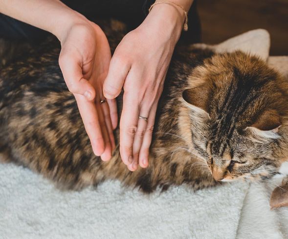 Reiki — San Diego, CA — South San Diego Veterinary Hospital
