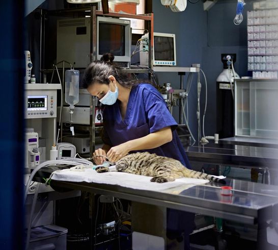 Pet Surgery — South San Diego Veterinary Hospital