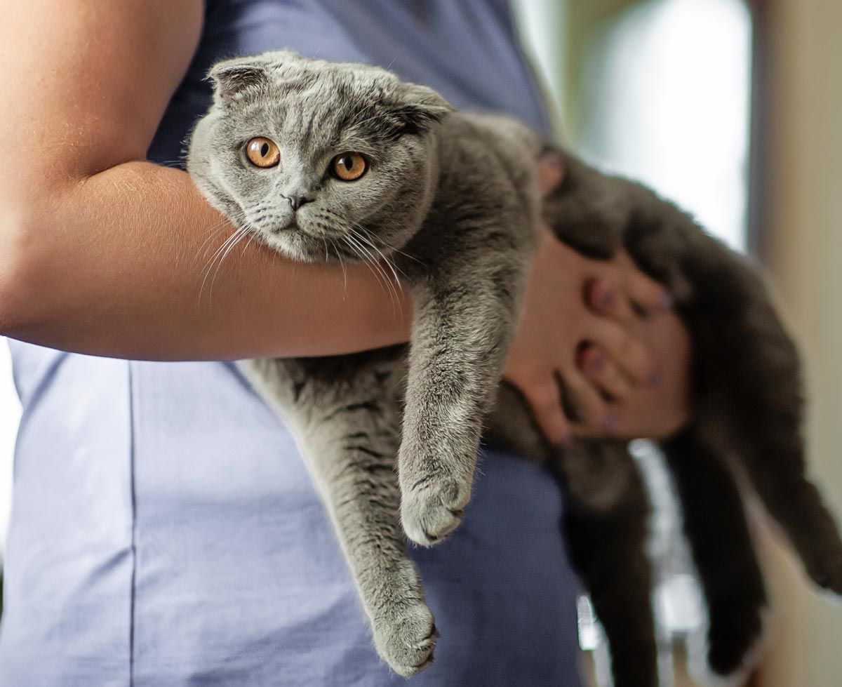 VOM — San Diego, CA — South San Diego Veterinary Hospital