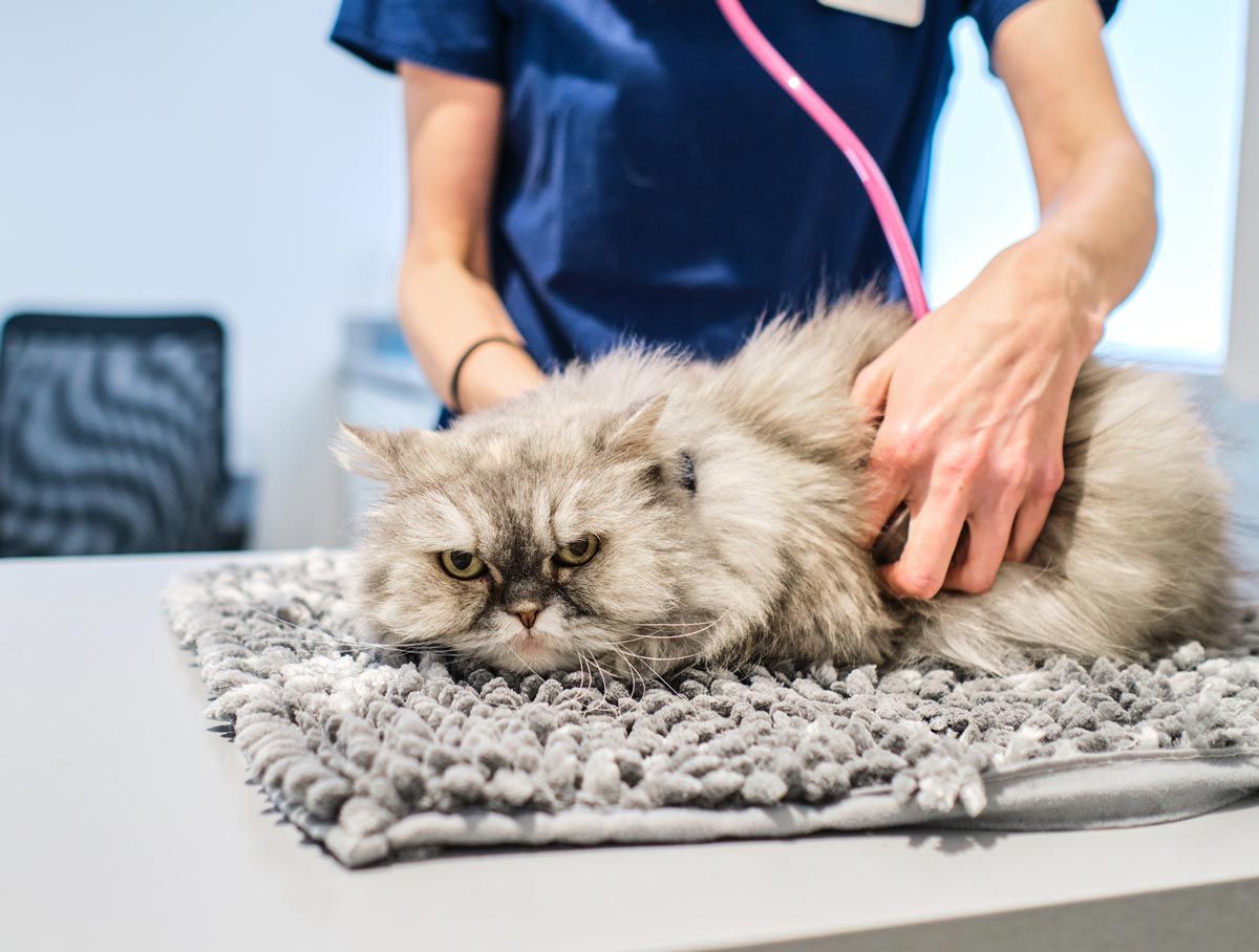 SCENAR — San Diego, CA — South San Diego Veterinary Hospital