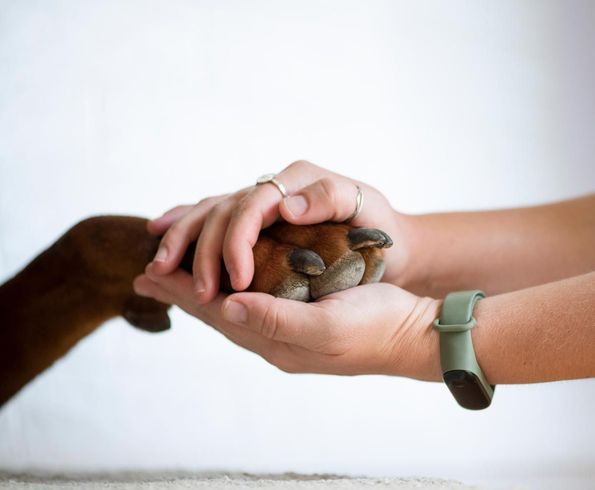 Healing Touch — San Diego, CA — South San Diego Veterinary Hospital