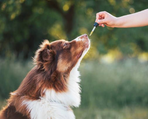 Homeopathy — San Diego, CA — South San Diego Veterinary Hospital