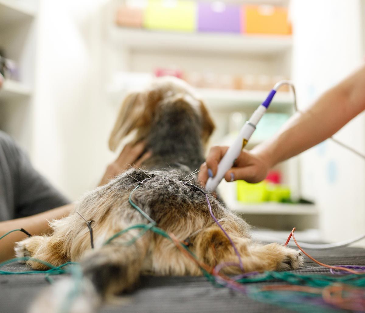 Laser Therapy — San Diego, CA — South San Diego Veterinary Hospital