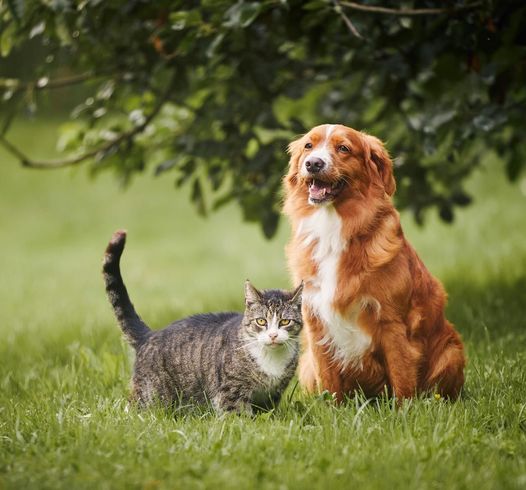 Cat And Dog On Field — San Diego, CA — South San Diego Veterinary Hospital