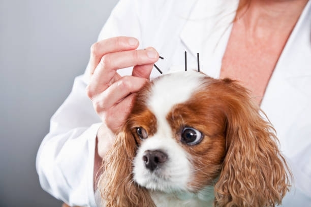 Homeopathy — San Diego, CA — South San Diego Veterinary Hospital