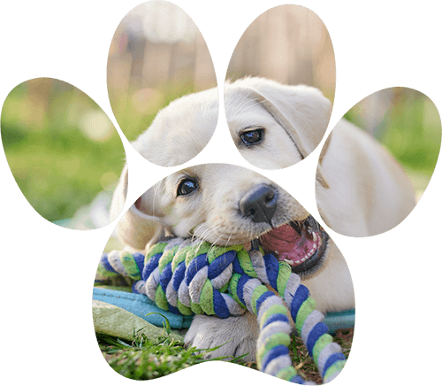 Puppy With Toy — San Diego, CA — South San Diego Veterinary Hospital