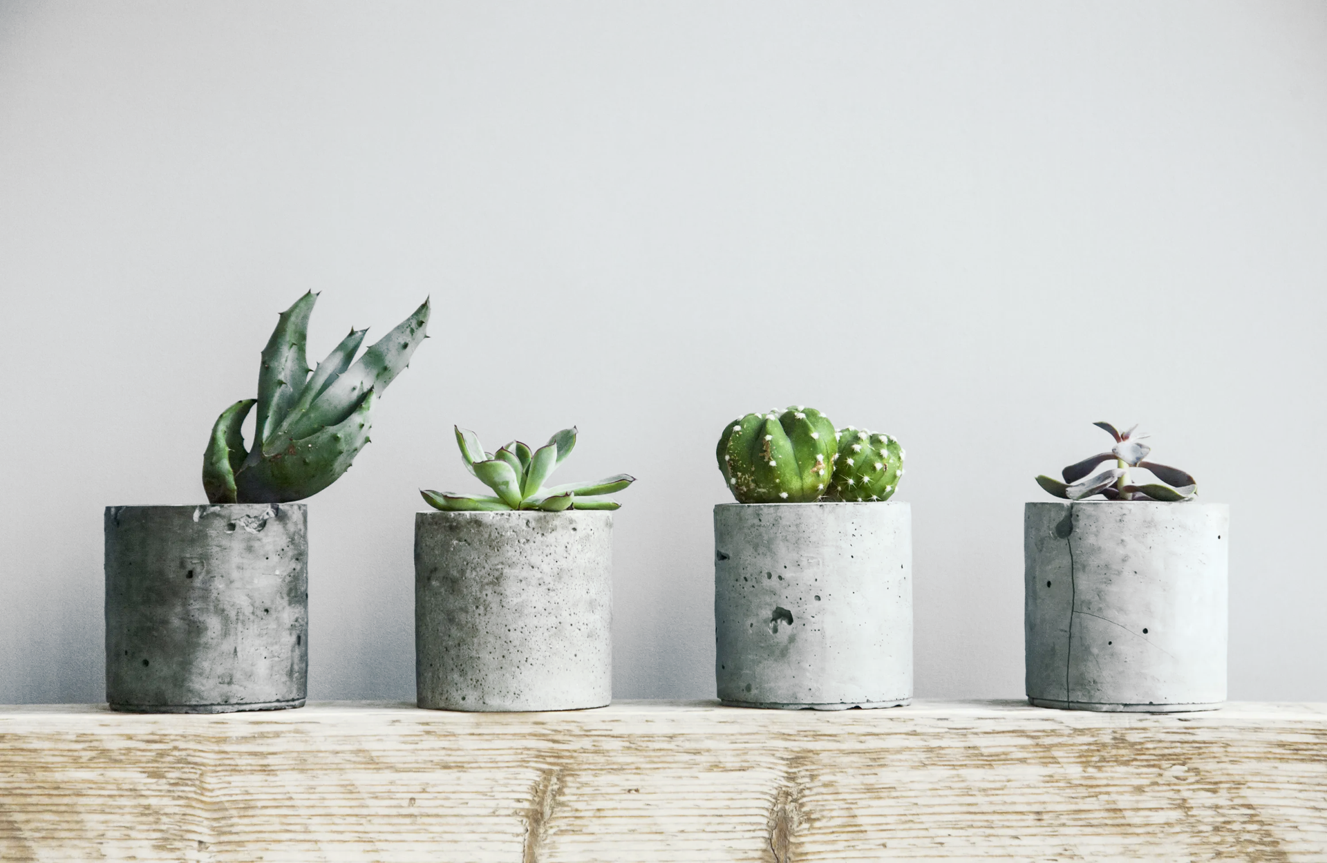 Four small succulents in grey cylindrical concrete pots, lined up on a light-colored wooden surface against a white wall.