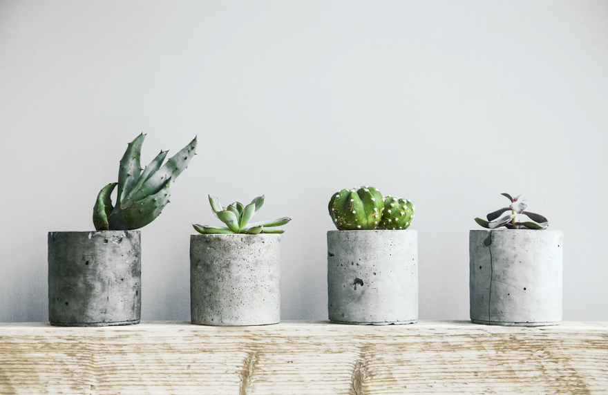 Four small succulents in grey cylindrical concrete pots, lined up on a light-colored wooden surface against a white wall.