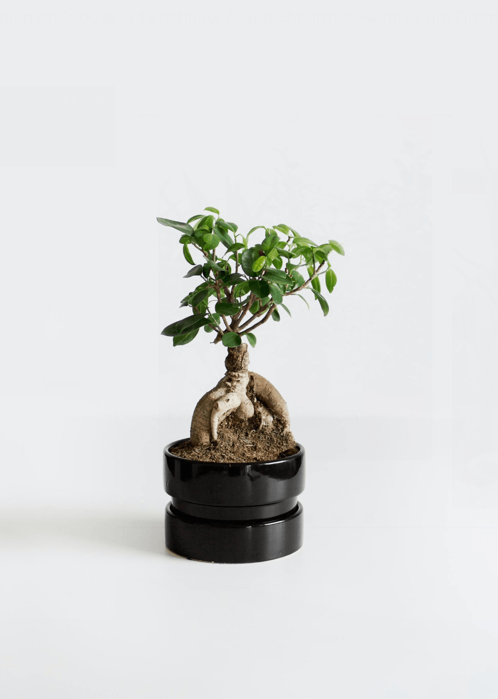 Zimmerpflanzen | BLUMEN 2000