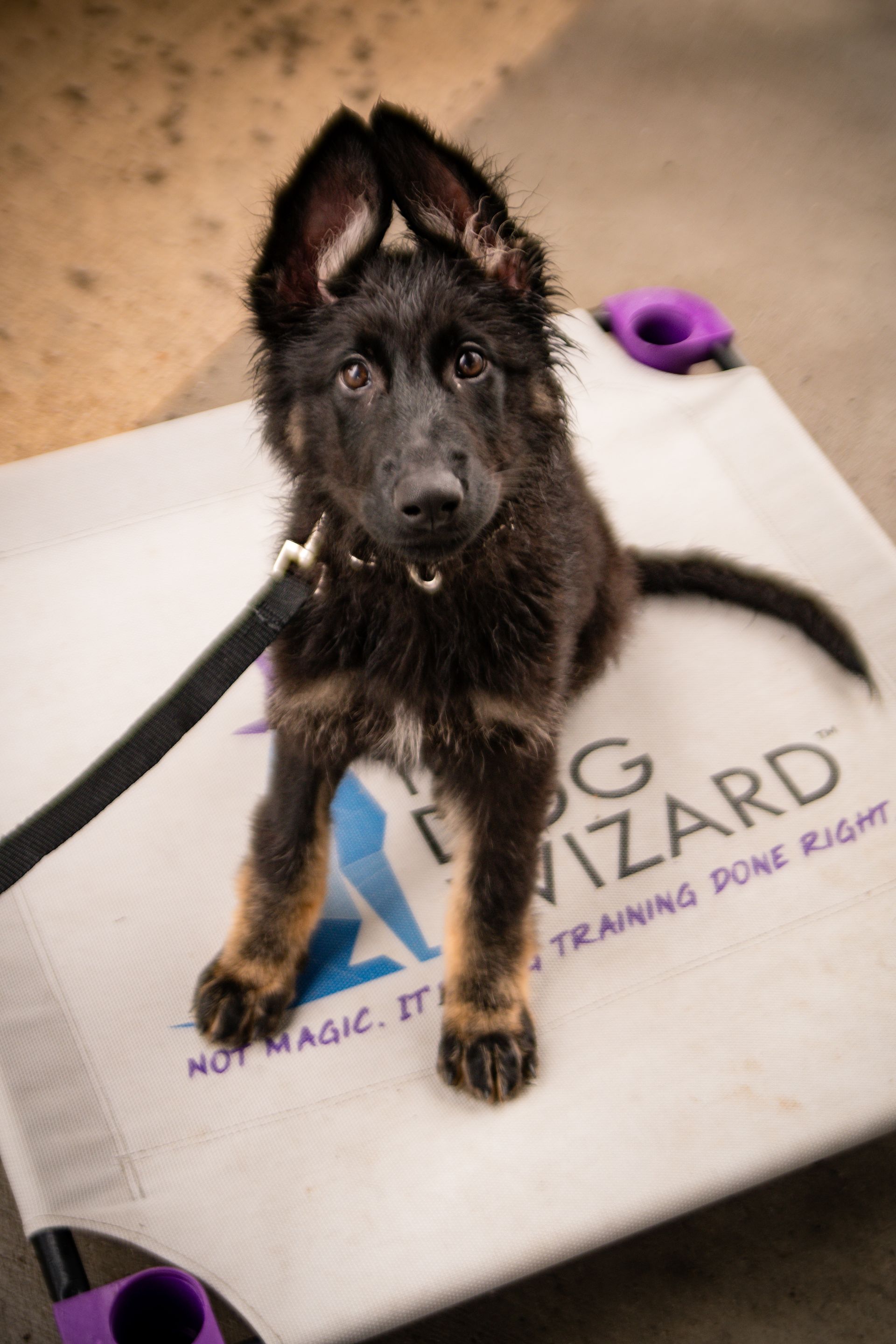 A german shepherd puppy is sitting on a dog wizard bed.