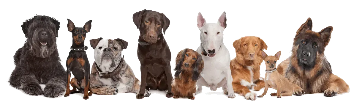 A group of dogs sitting next to each other on a white background.