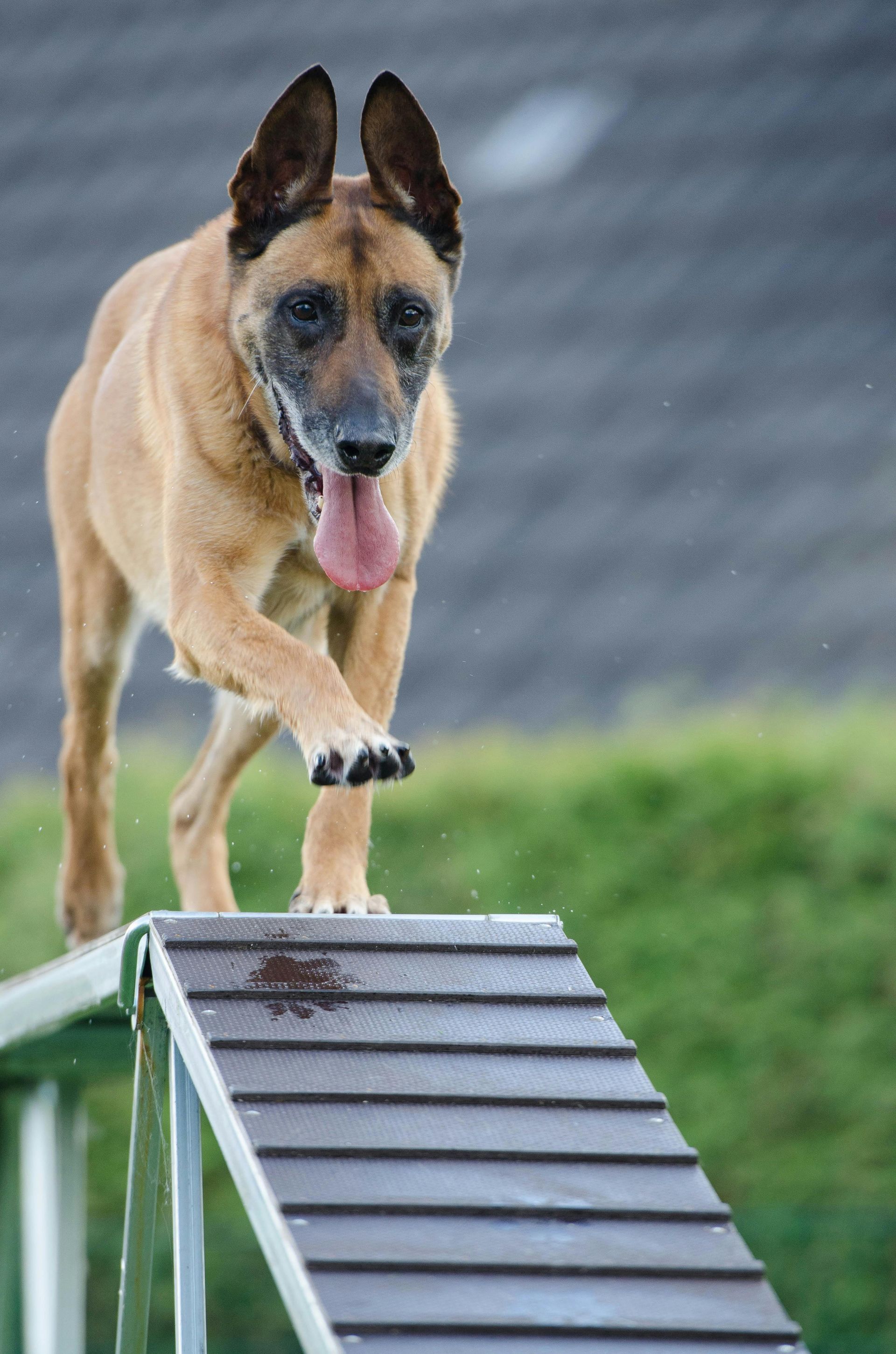 A brown dog is jumping over a wooden ramp.