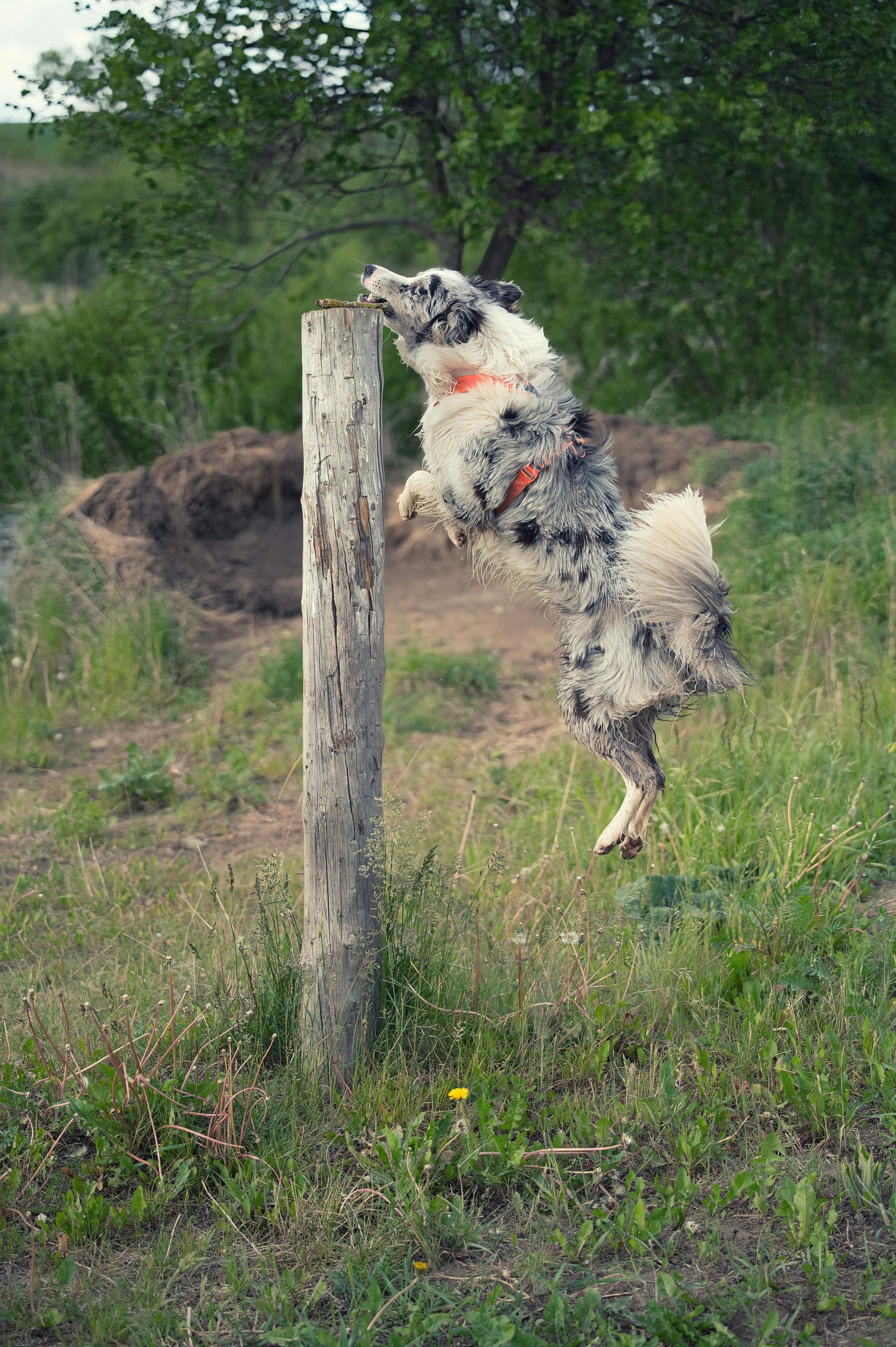 A dog is jumping over a wooden post in a field.