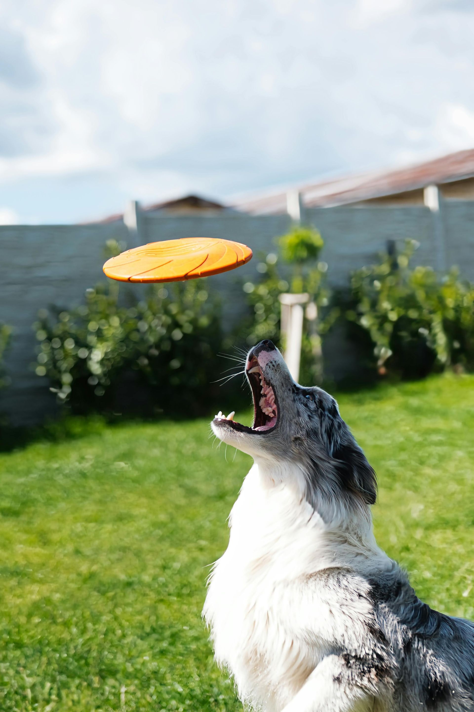 A dog is playing with a frisbee in the air.