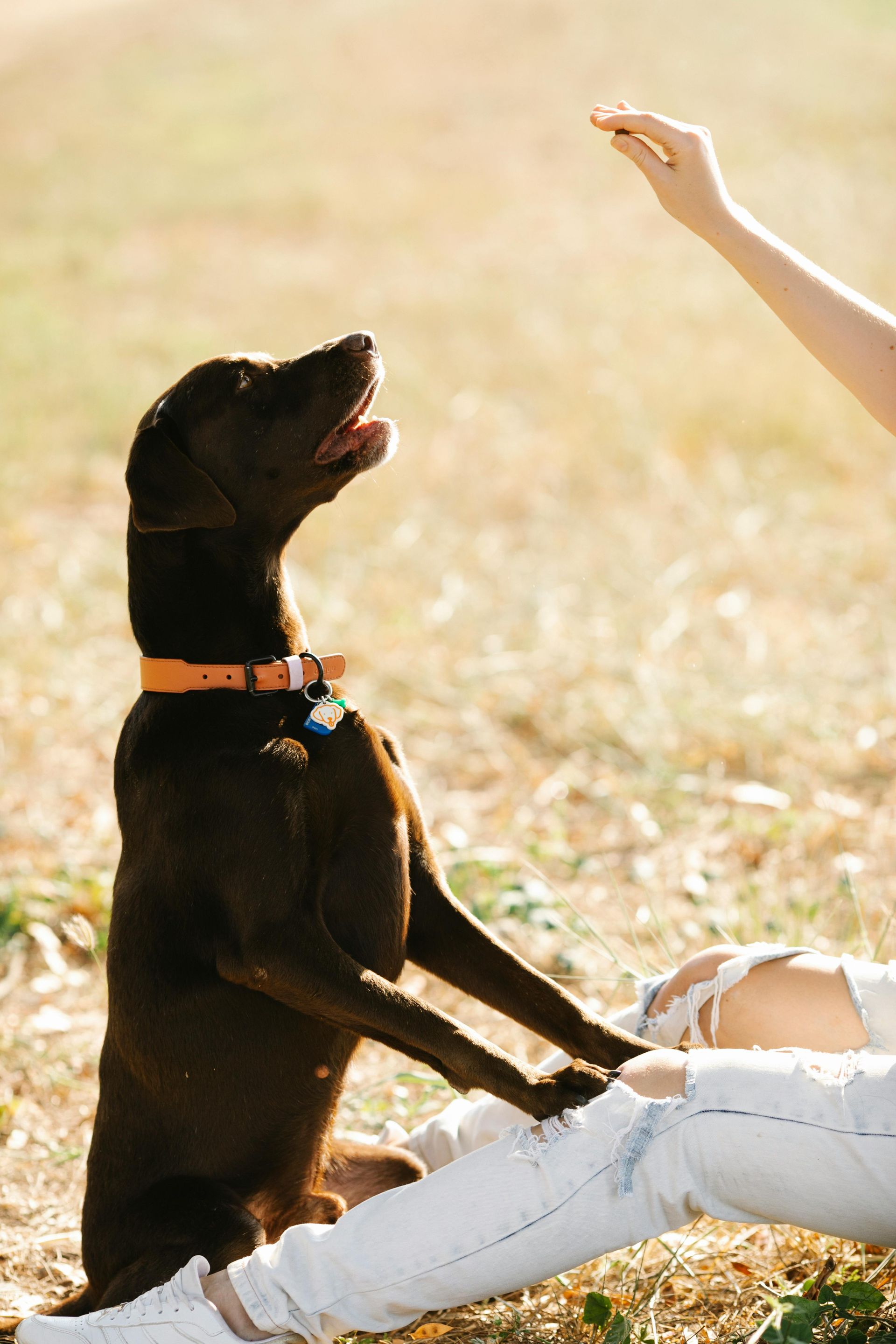 A woman is sitting on the ground playing with her dog.
