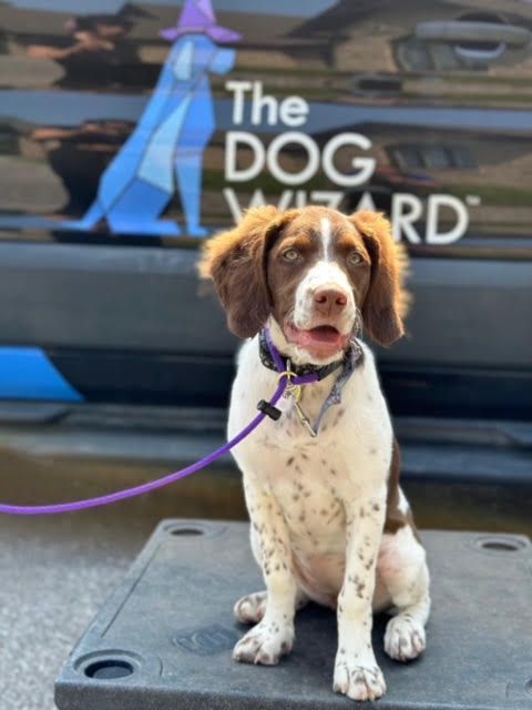 A brown and white dog with a purple leash is sitting in front of a van that says the dog wizard