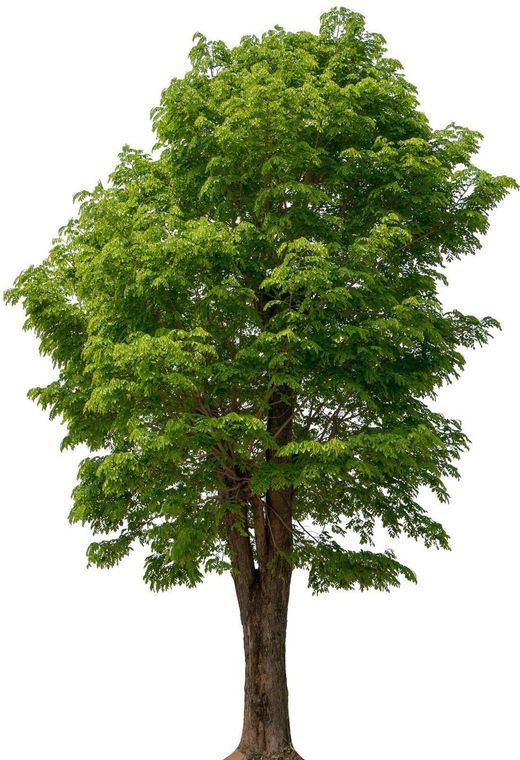 A tree with lots of green leaves on a white background