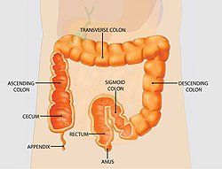 Cancer Screening — Intestine Chart in Louisville, KY