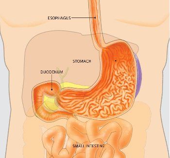 Gastrostomy — Esophagus And Stomach Diagram in Louisville, KY
