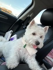 White West Highland White Terrier wearing a patterned neckerchief, in a car, with tongue out.