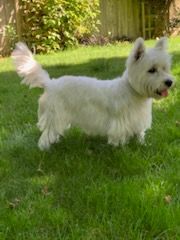 White West Highland White Terrier standing in green grass.
