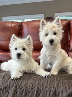 Two white West Highland White Terriers sit on a brown cushion in front of a leather couch.