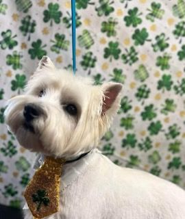 White dog wearing a gold tie with a shamrock, posed in front of a shamrock patterned background.