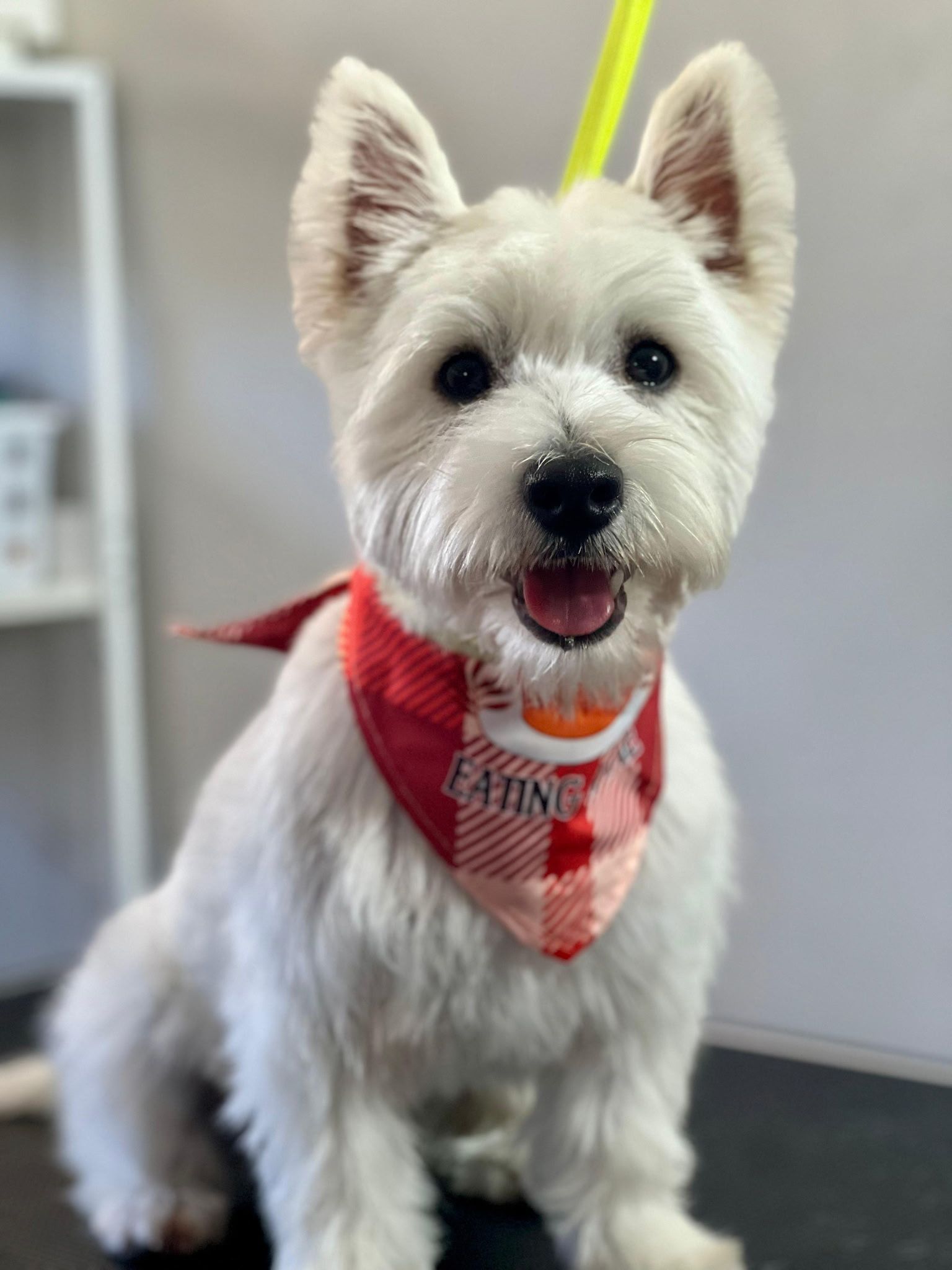 White West Highland Terrier with red bandana, smiling, indoors.