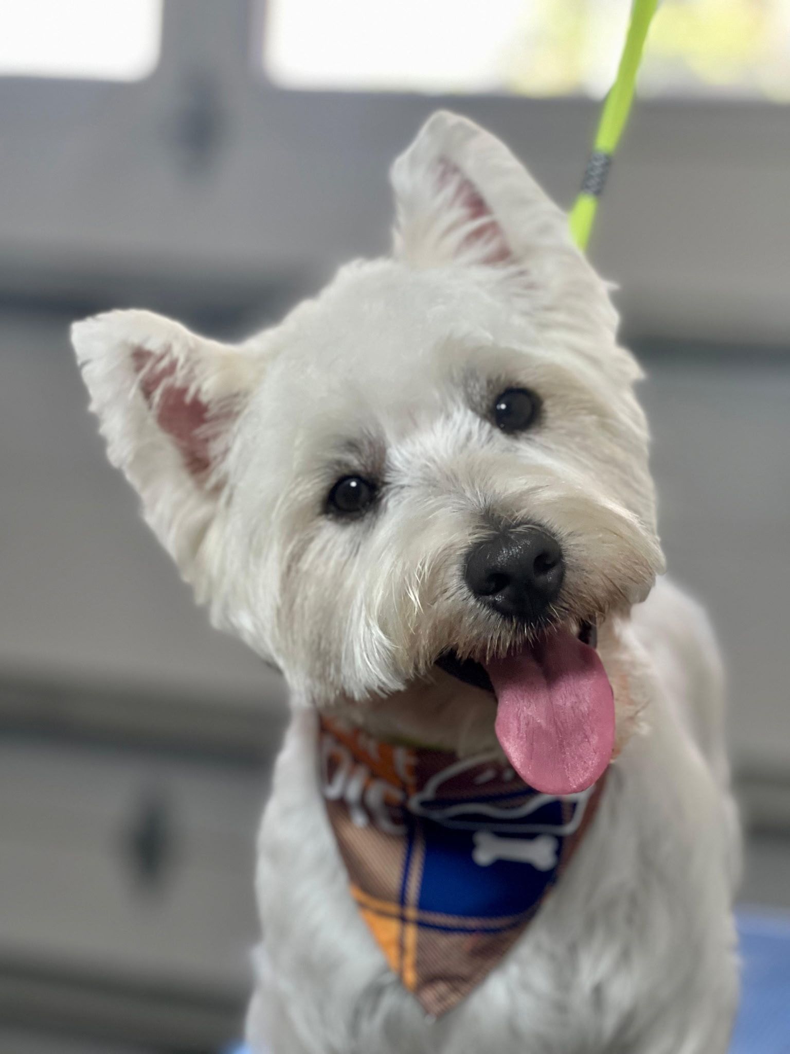 White Westie dog with a bandana and tongue out, tilting head.