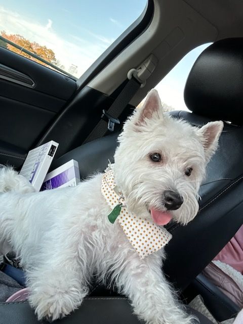 White West Highland Terrier dog wearing a patterned bandana, sitting in a car with tongue out.