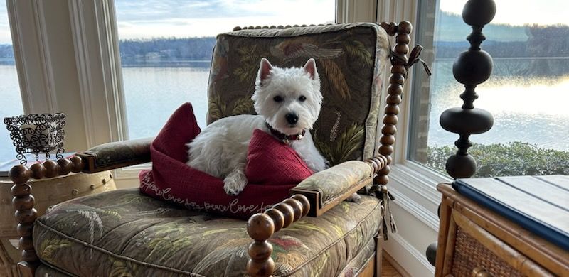 White dog in a red bed on an antique chair. Water view in the background.
