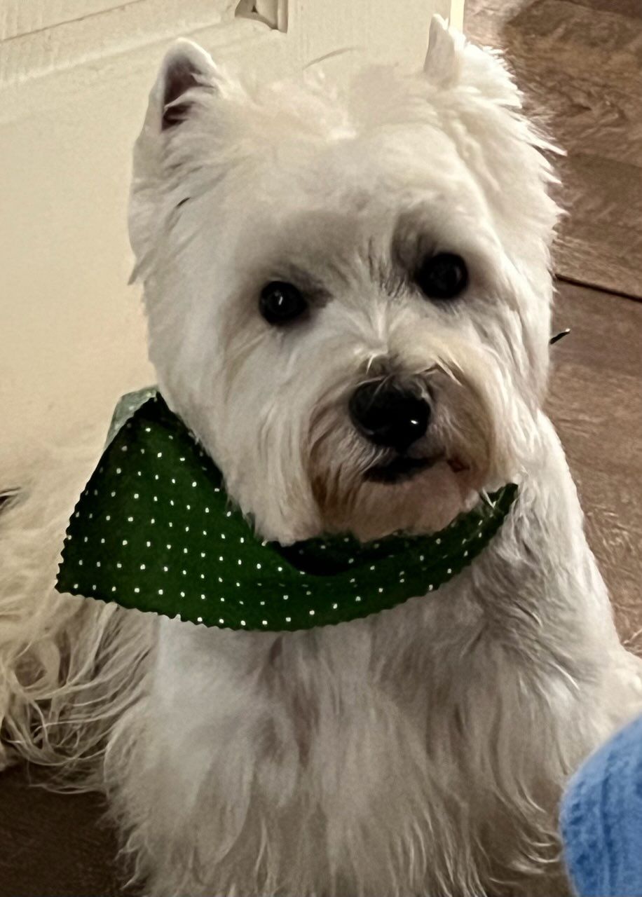 White dog with a green polka-dot bandana sits, looking forward.