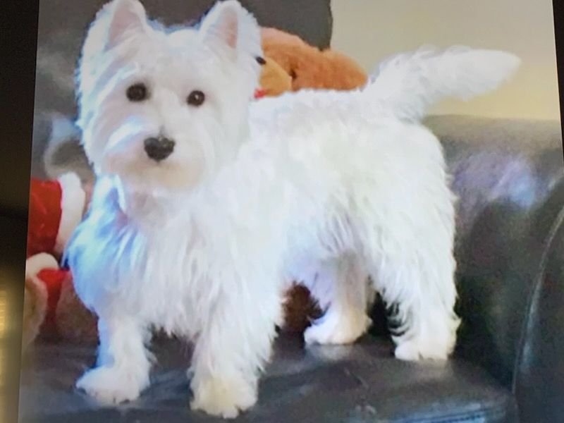 White West Highland Terrier dog standing on a couch, tail curled.