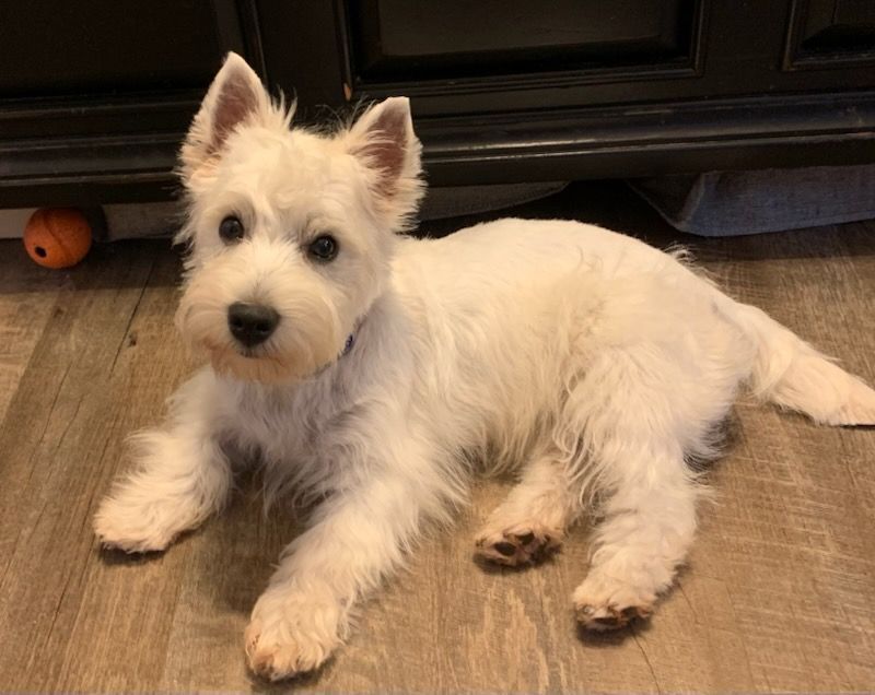 White West Highland Terrier puppy lying down, looking at camera.