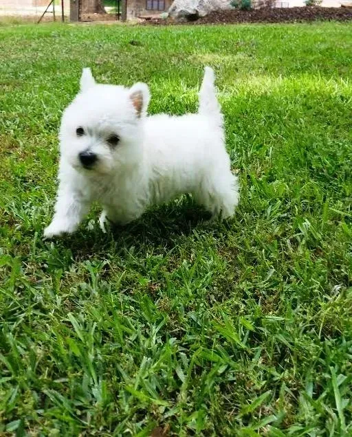 White West Highland Terrier puppy walking on green grass.