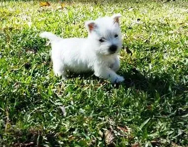 White West Highland Terrier puppy in green grass.