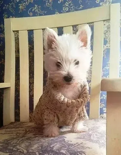 White puppy wearing a tan sweater, sitting on a white chair with blue floral wallpaper backdrop.