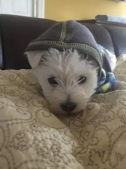 White fluffy dog wearing a hooded jacket, lying on a patterned beige blanket.