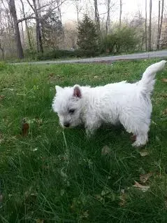 White West Highland Terrier puppy in green grass, tail up, sniffing the ground.