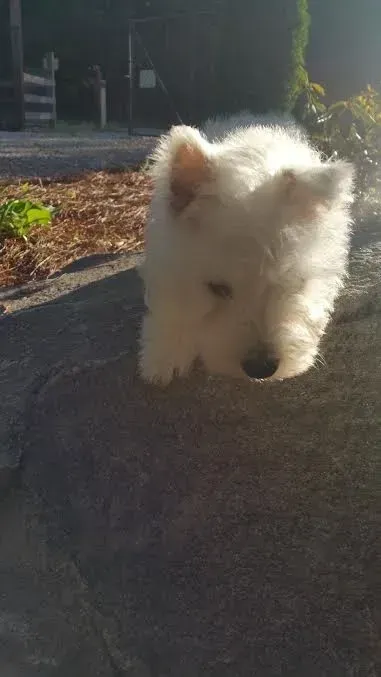 Fluffy white dog lying on a gray surface in sunlight.