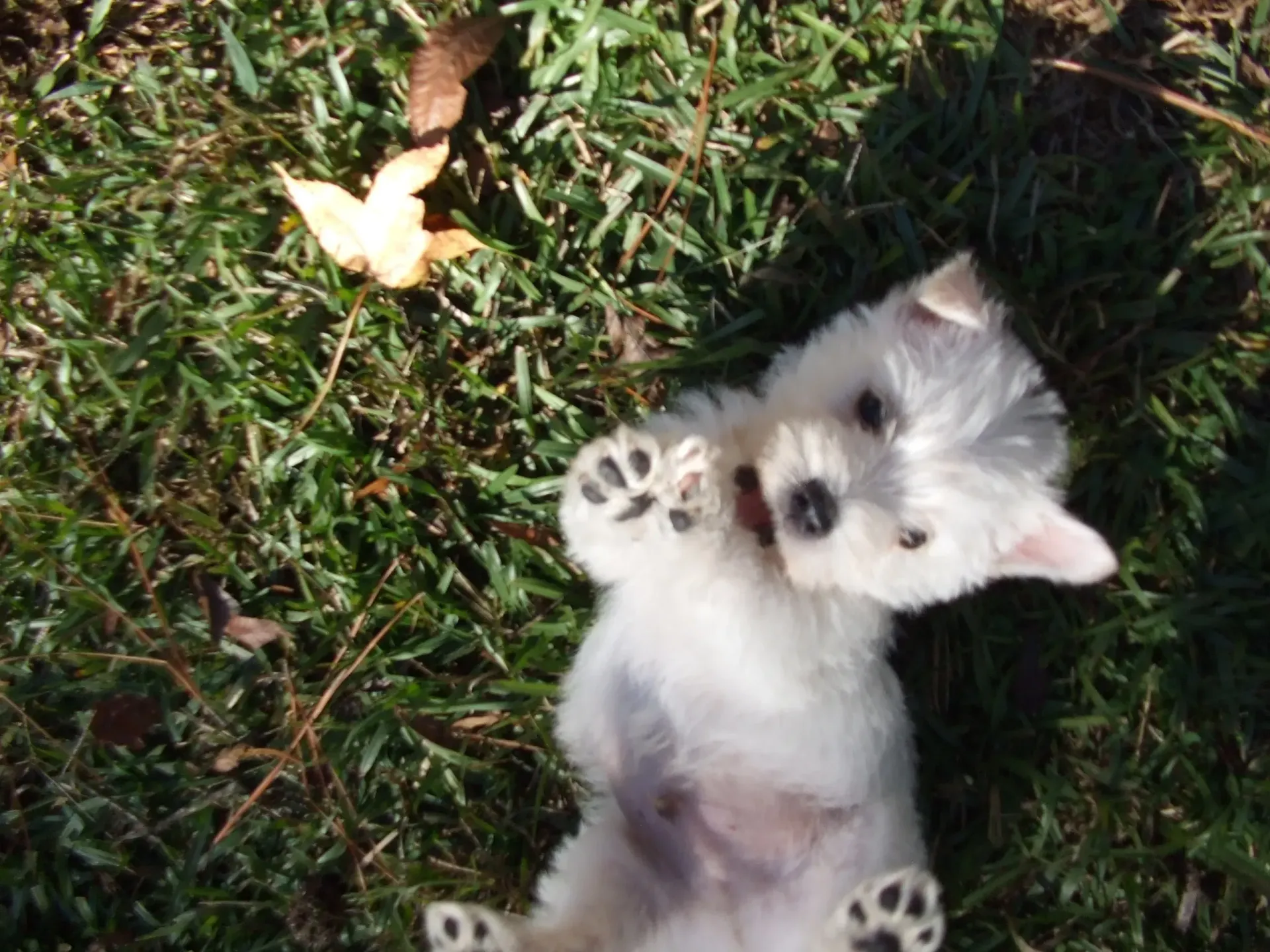 White puppy rolling on its back in green grass, looking up.