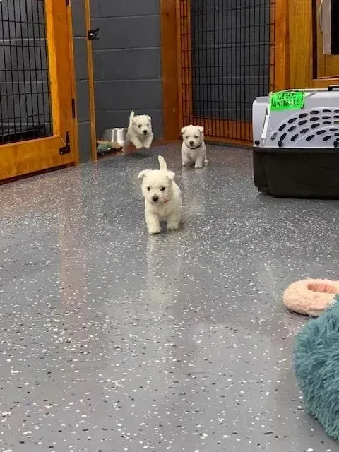 Four white puppies running across a gray floor indoors.